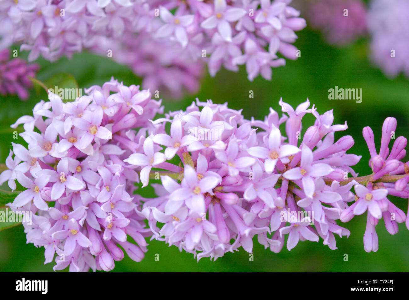 Lilac shrub flowers blooming in spring garden. Common lilac Syringa vulgaris bush. Close-up with soft focus of a branch on a lilac tree Stock Photo