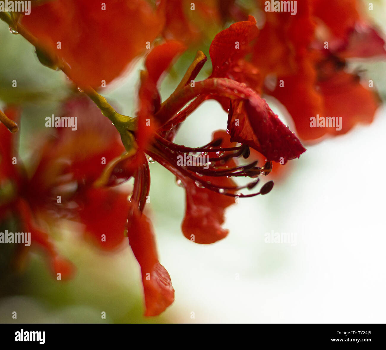 Closeup of Delonix regia, flamboyant tree petals with water drops on it.  Yucatan, Mexico Stock Photo