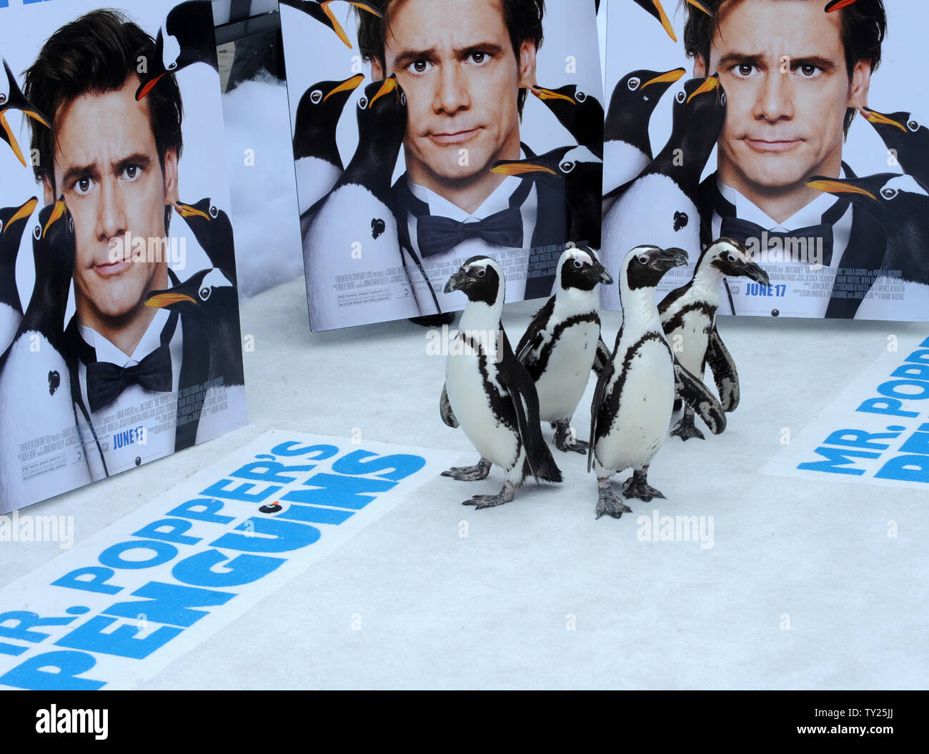 Penguins walk the carpet during premiere of the motion picture comedy 'Mr. Popper's Penguins', at Grauman's Chinese Theatre in the Hollywood section of Los Angeles on June 12, 2011.   UPI/Jim Ruymen Stock Photo
