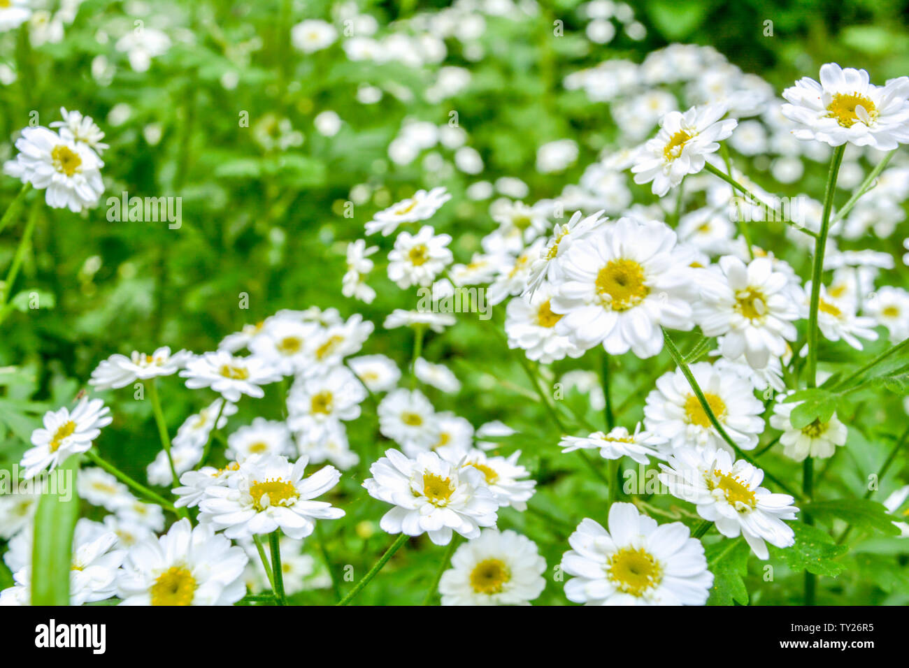 White and yellow flowers of Feverfew Pyrethrum or Tanacetum Corymbosum or Chrysanthemum Parthenium close-up with green grass background, selective foc Stock Photo