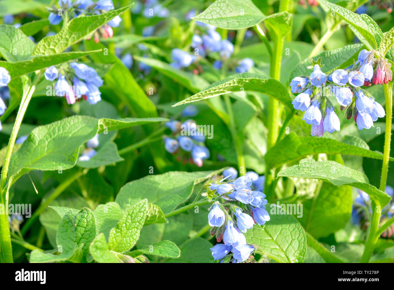 Wild blue flowers on summer meadow. Field of wild plants with little blue, purle and pink flowers like bells and large green leaves Stock Photo