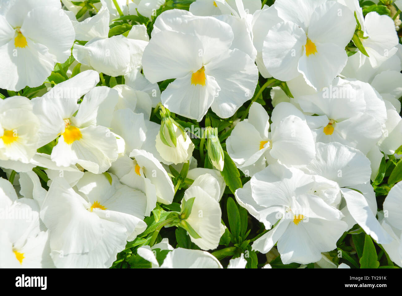 Group of white Viola canadensis flowers in sunny day. White viola or pansy flowers blossom in garden. Beautiful Viola flowers background in nature Stock Photo