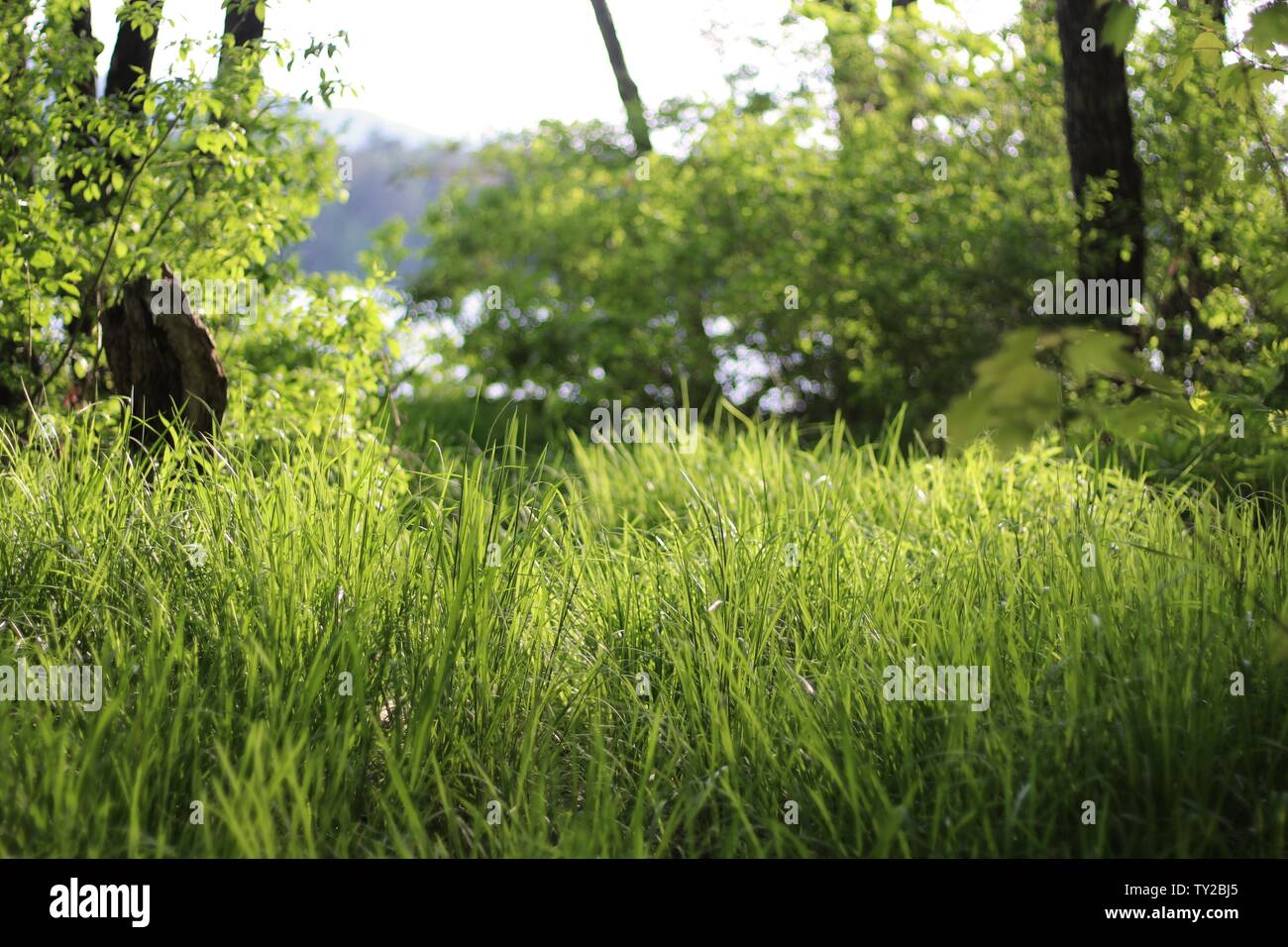Low angle shot of grass in the forest with trees Stock Photo - Alamy