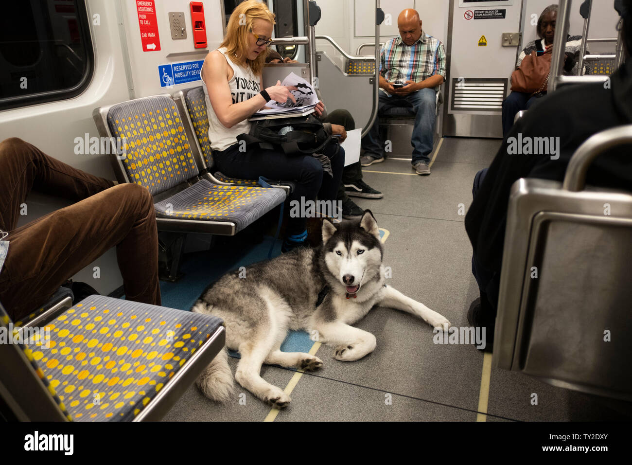 Are You Allowed To Take Dogs On The La Metro