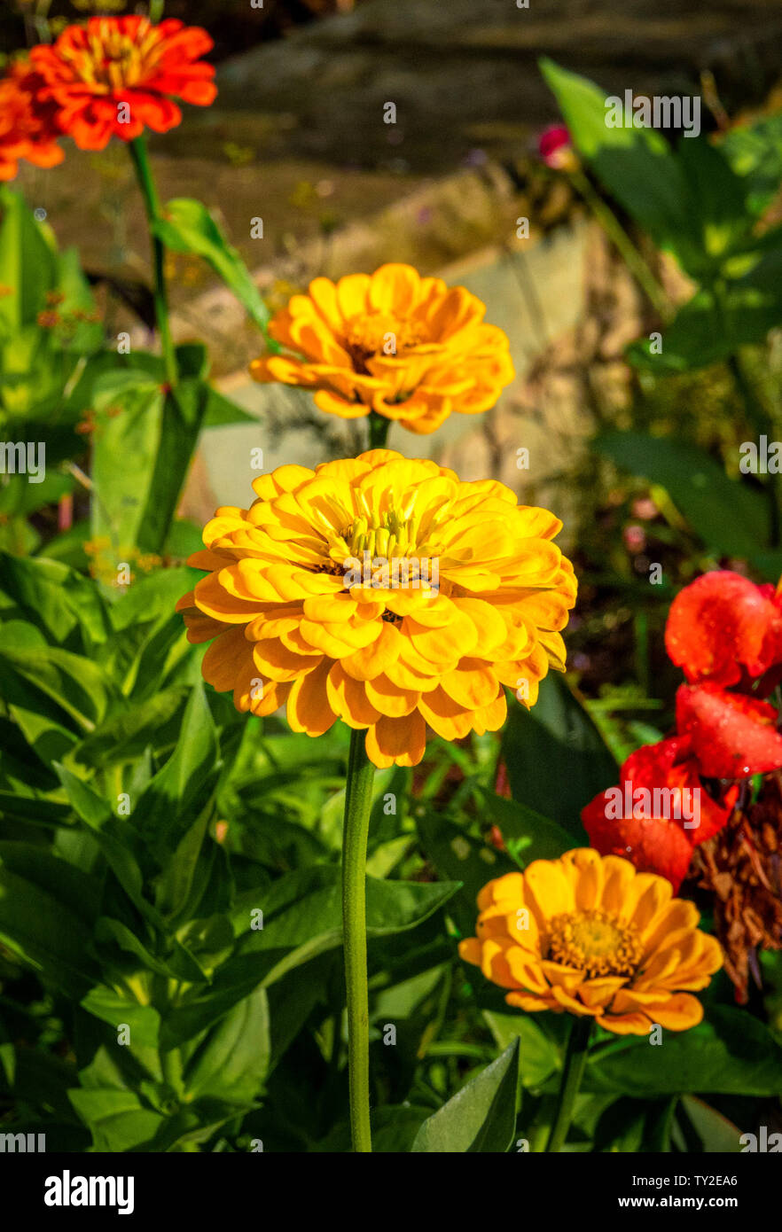 The garden in bloom Stock Photo