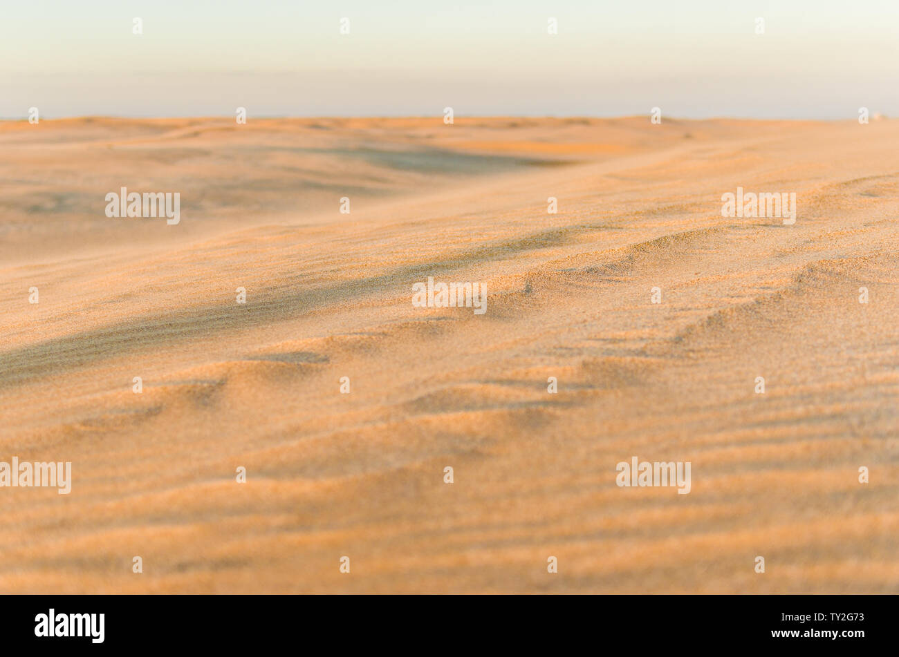 Dune in the desert with yellow sand. Selective focus Stock Photo