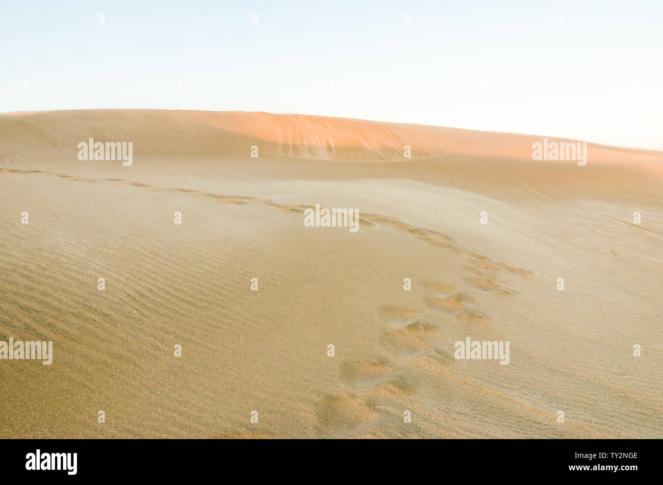 Dune in the desert with yellow sand. Selective focus Stock Photo