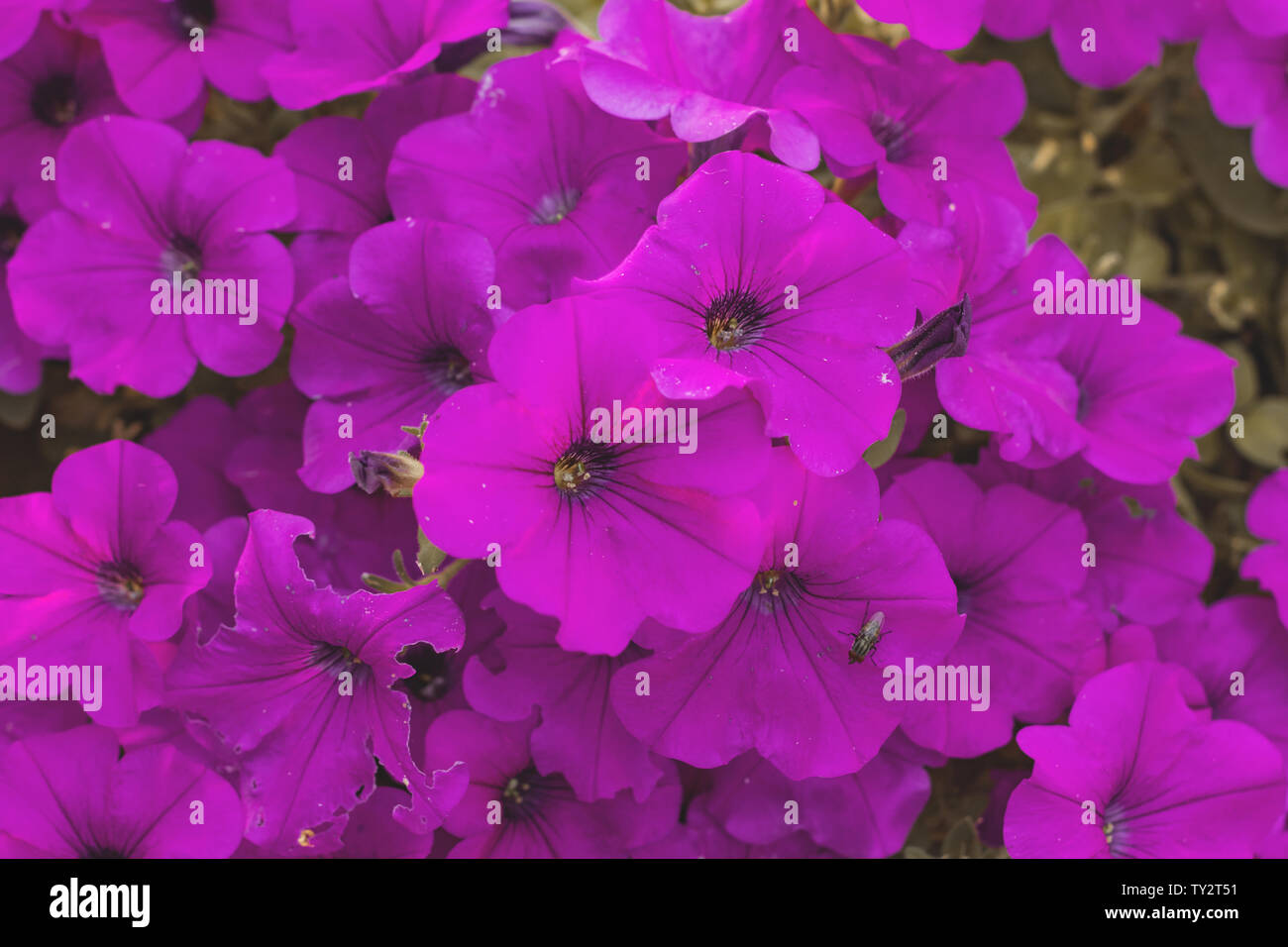 Purple annuals hi-res stock photography and images - Alamy