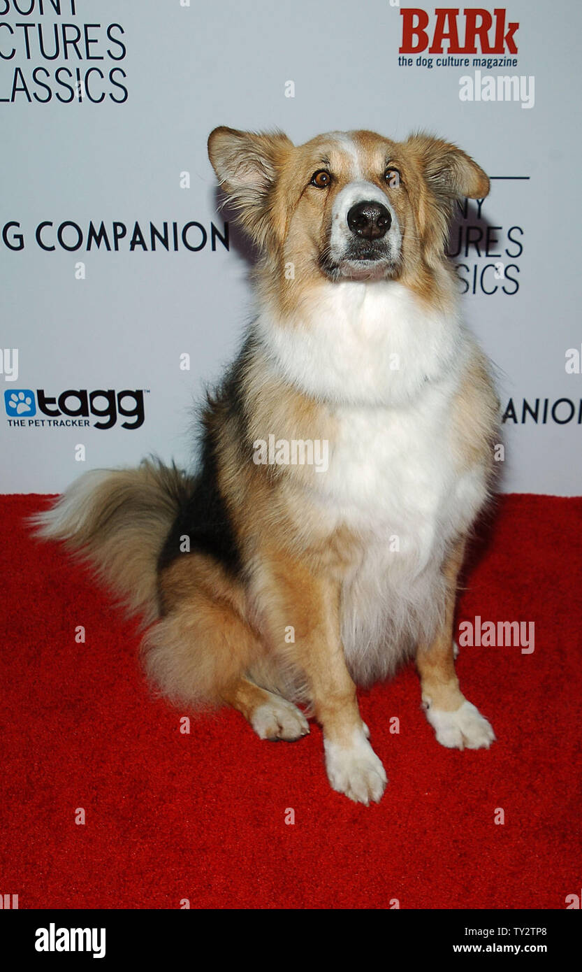 Kasey A Cast Member In The Motion Picture Drama Darling Companion