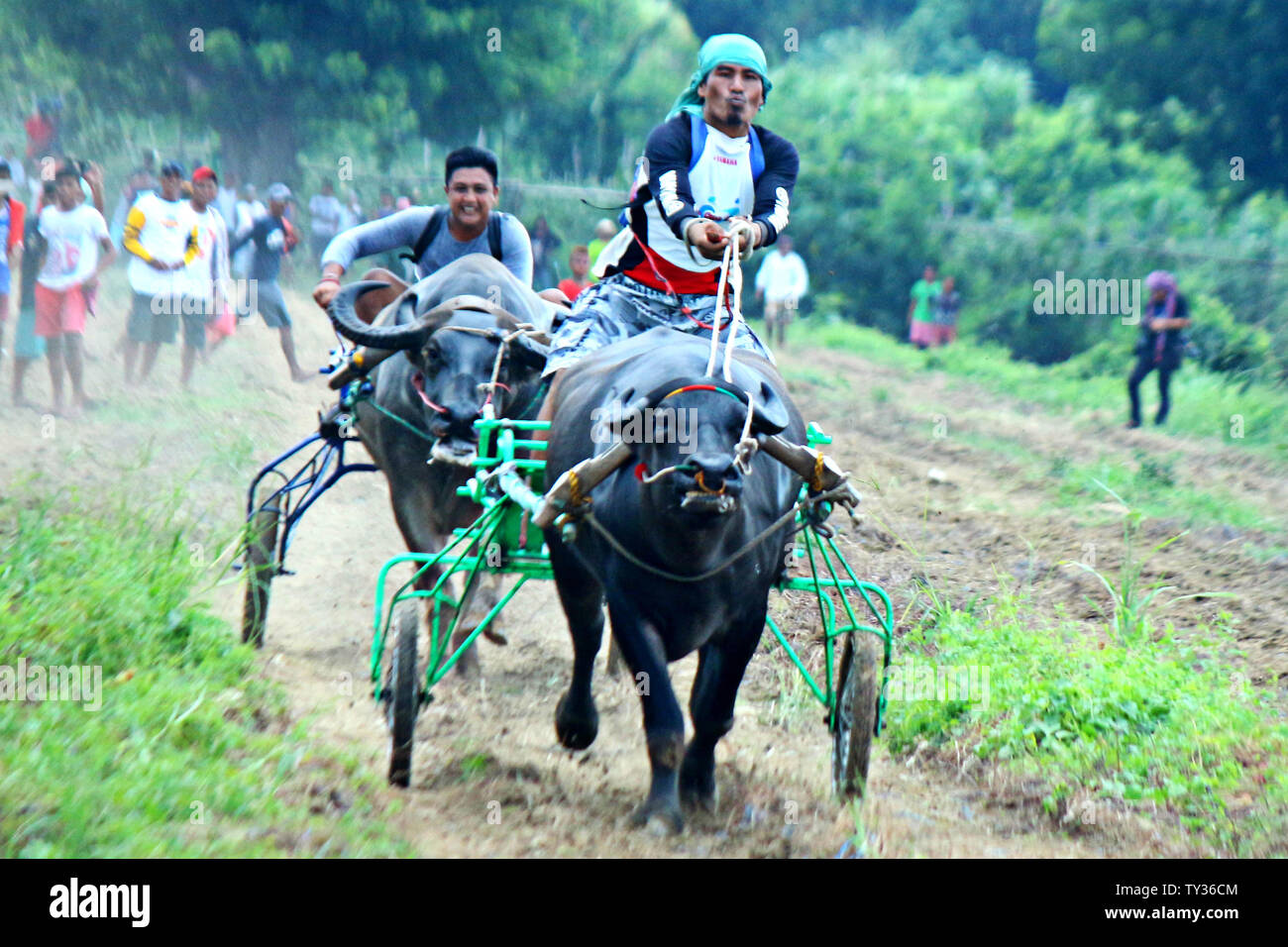 Carabao race hi-res stock photography and images - Alamy