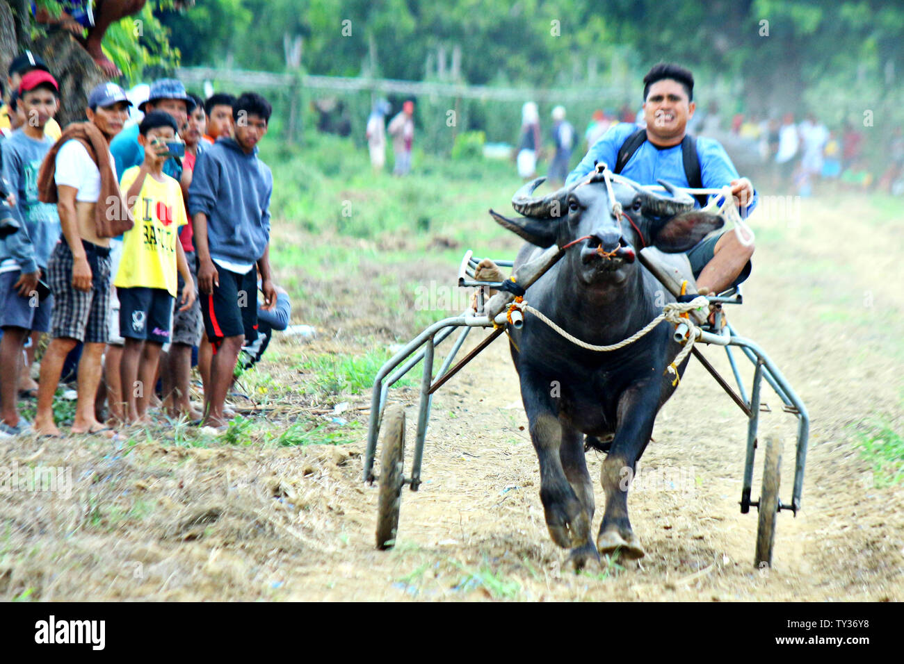 Carabao race hi-res stock photography and images - Alamy