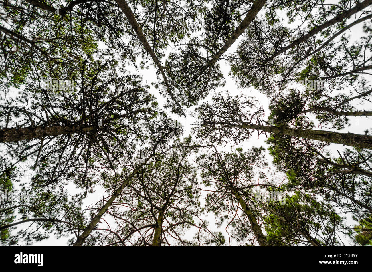 Green leaves tall trees in hi-res stock photography and images - Alamy