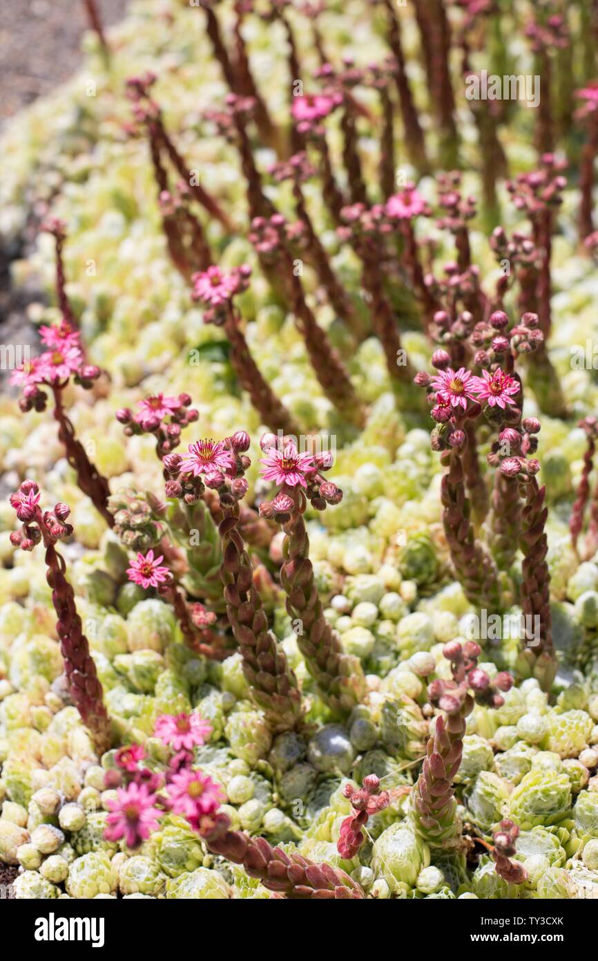 Pink flowers on a sempervivum 'Hen and Chicks' plant in a garden. Stock Photo