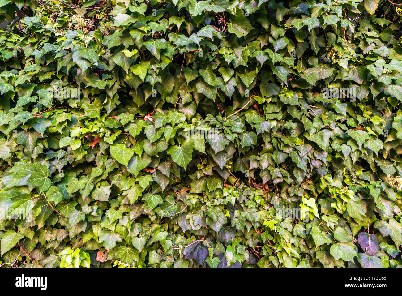 Background of green bright leaves. Photo stylized for film look Stock Photo