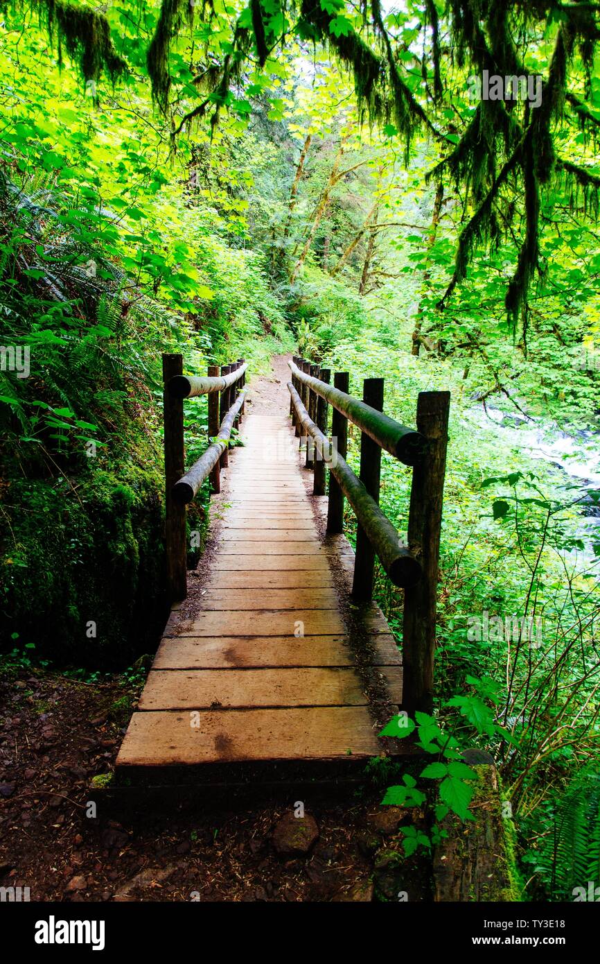 Beautiful scenery of an amazing wild forest with breathtaking greenery ...