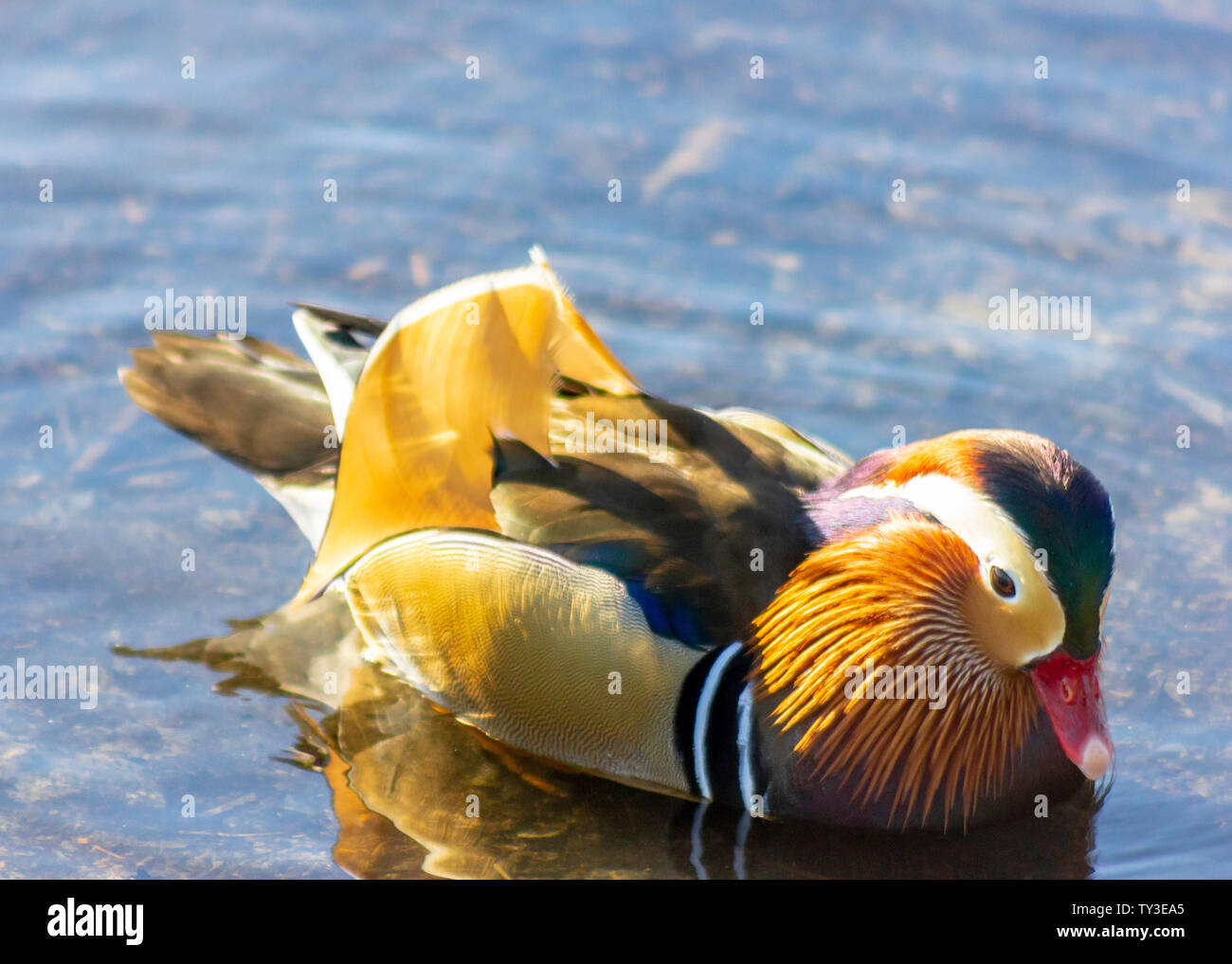 Stunning Exotic Male Mandarin Duck Swimming In Winter At The Lake Beautiful Breeding Plumage Displaying Orange Purple Green Yellow Feathers Stock Photo Alamy