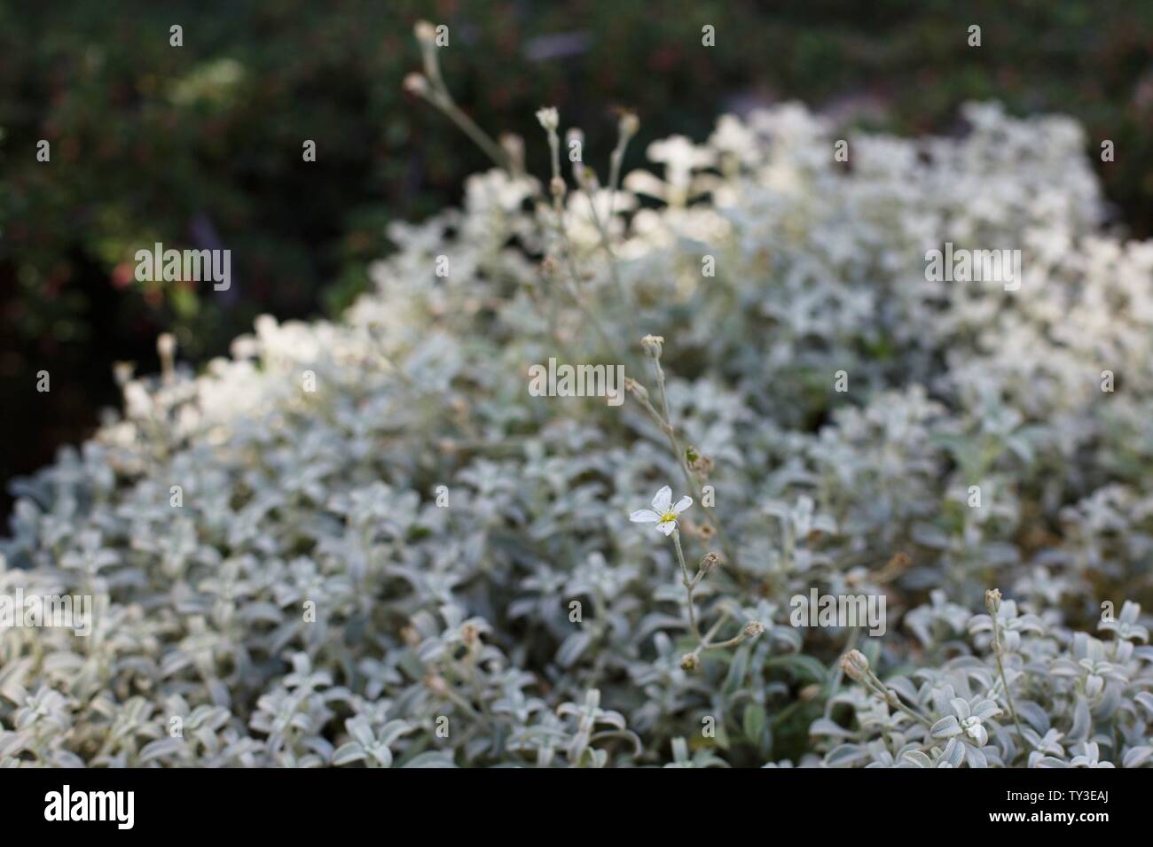 Cerastium candidissimum 'Snow-in-summer' plant. Stock Photo