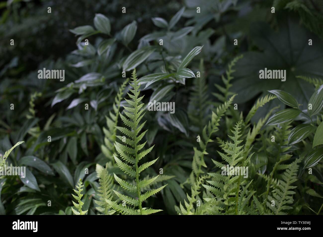 Ferns and other green plants in a shade garden. Stock Photo