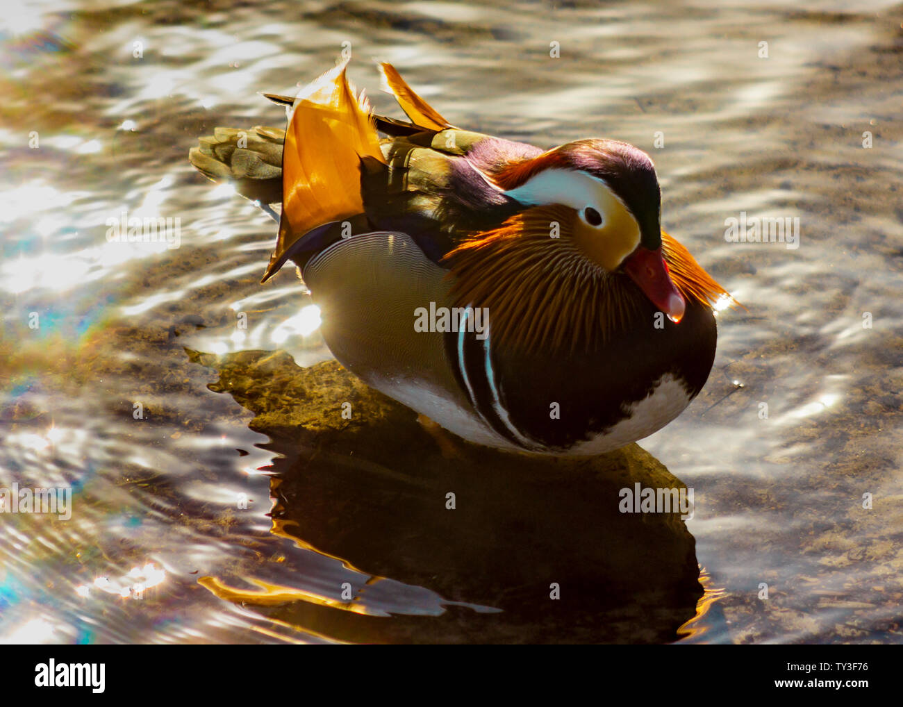 Mandarin Duck Face High Resolution Stock Photography And Images Alamy