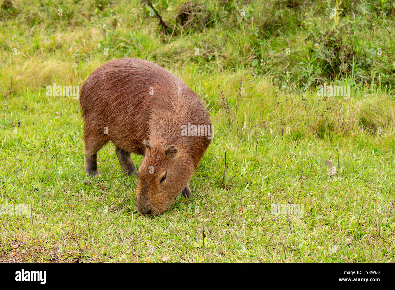Animal lives hires stock photography and images Alamy