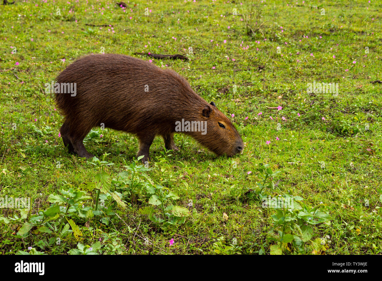 Large herbivorous animal of brown color from tropical zones. Live in the countryside and in mud puddles. Stock Photo