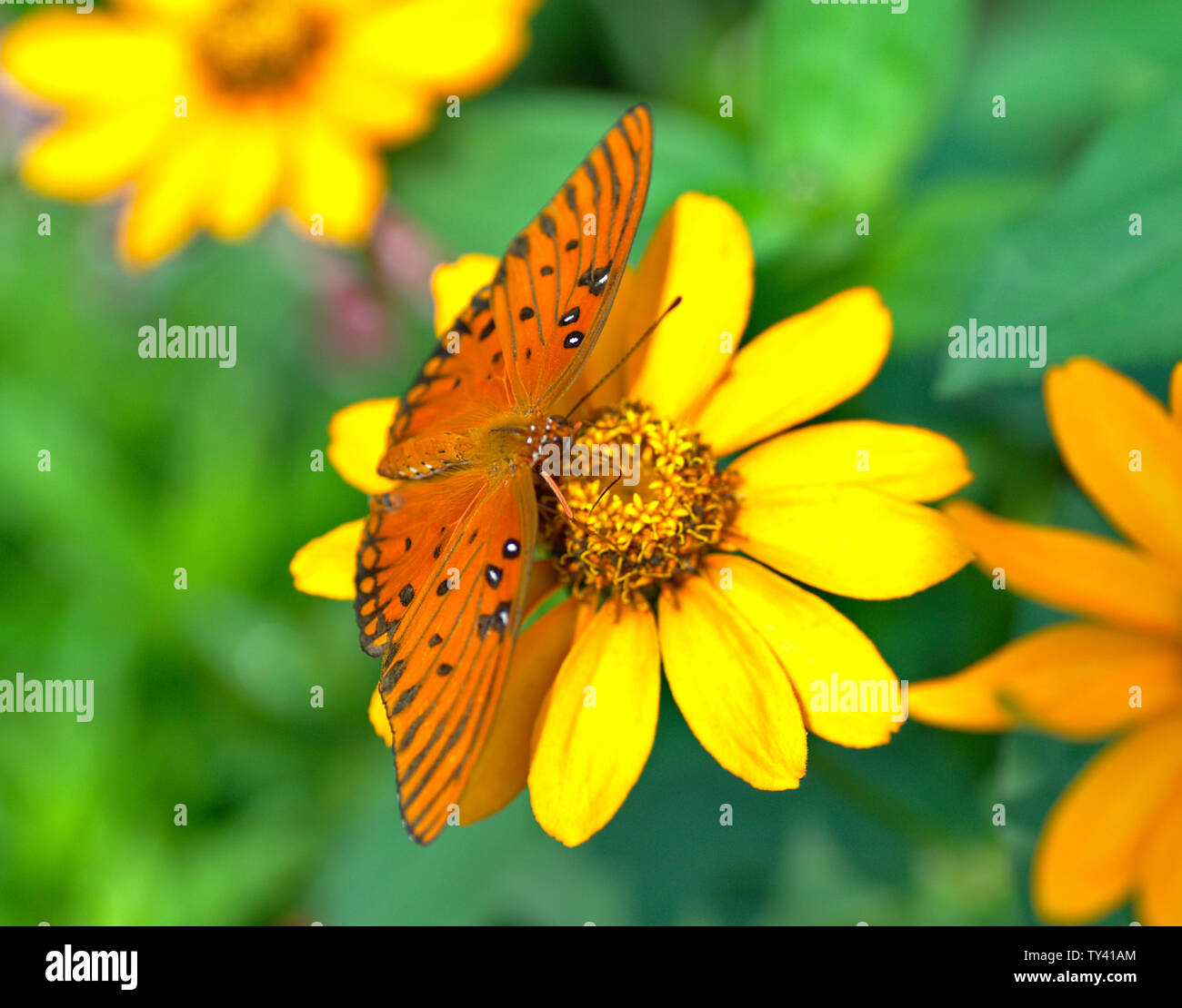 Butterfly on Yellow Flower Stock Photo