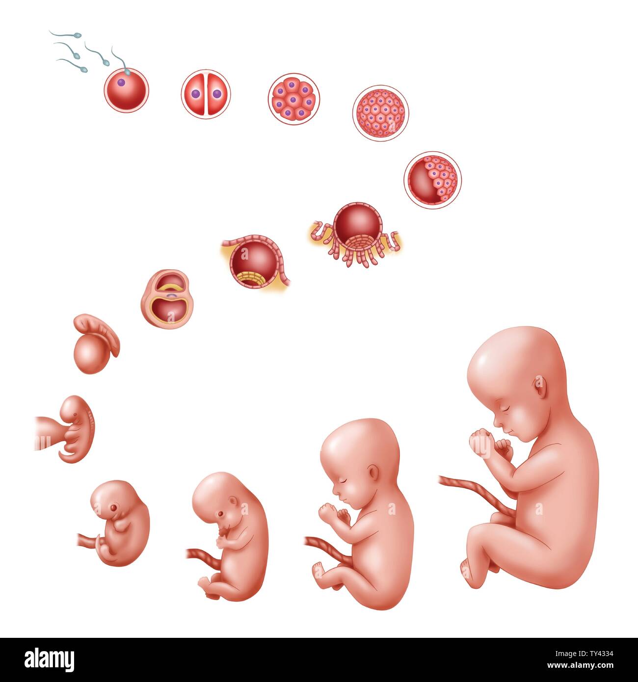 Pregnant and obstetrics concept illustration 005 Stock Vector Image ...