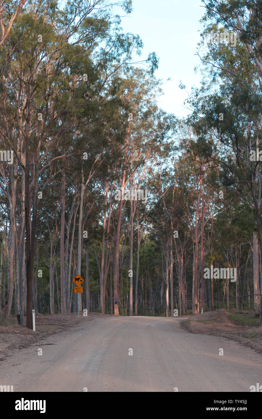 Unsealed road leading through Blue Gum forest on Kalpowar Road near Gin Gin Queensland Australia Stock Photo