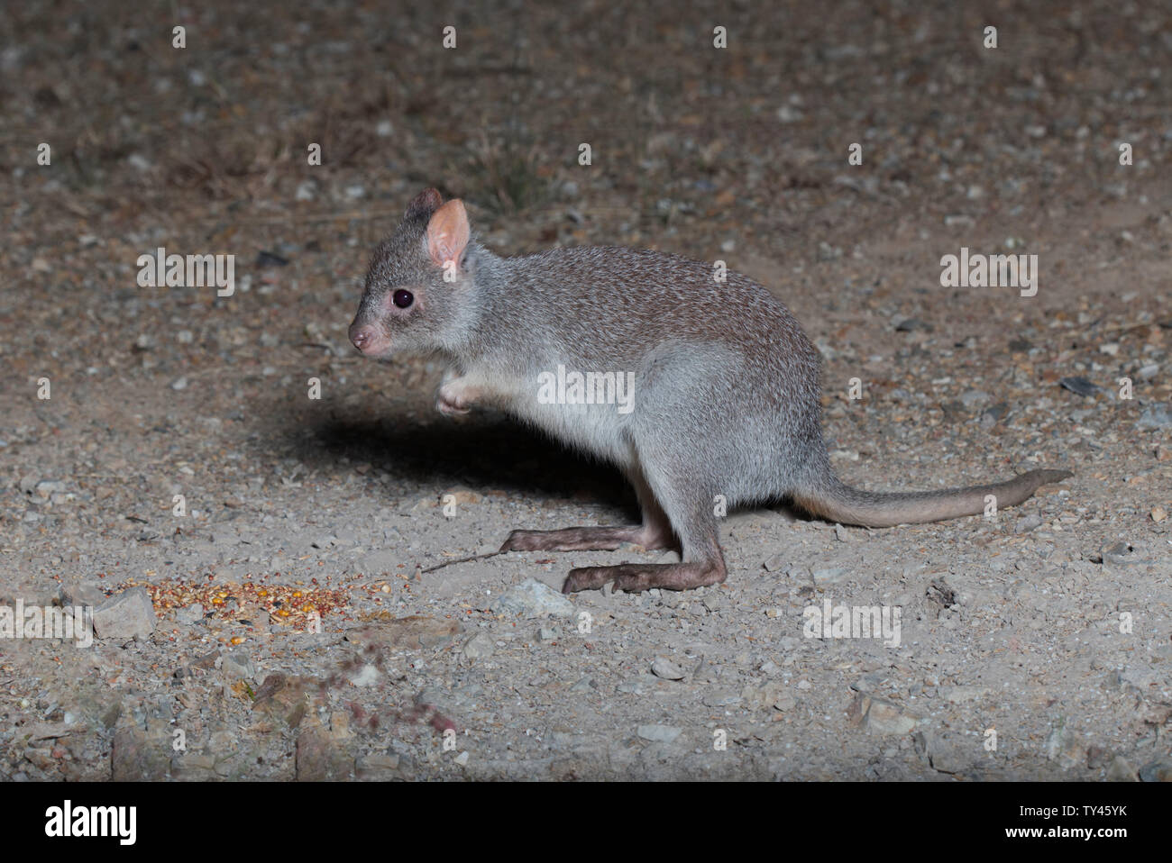 The rufous rat-kangaroo (Aepyprymnus rufescens), more commonly known as the rufous bettong, is a small marsupial species of the family Potoroidae foun Stock Photo