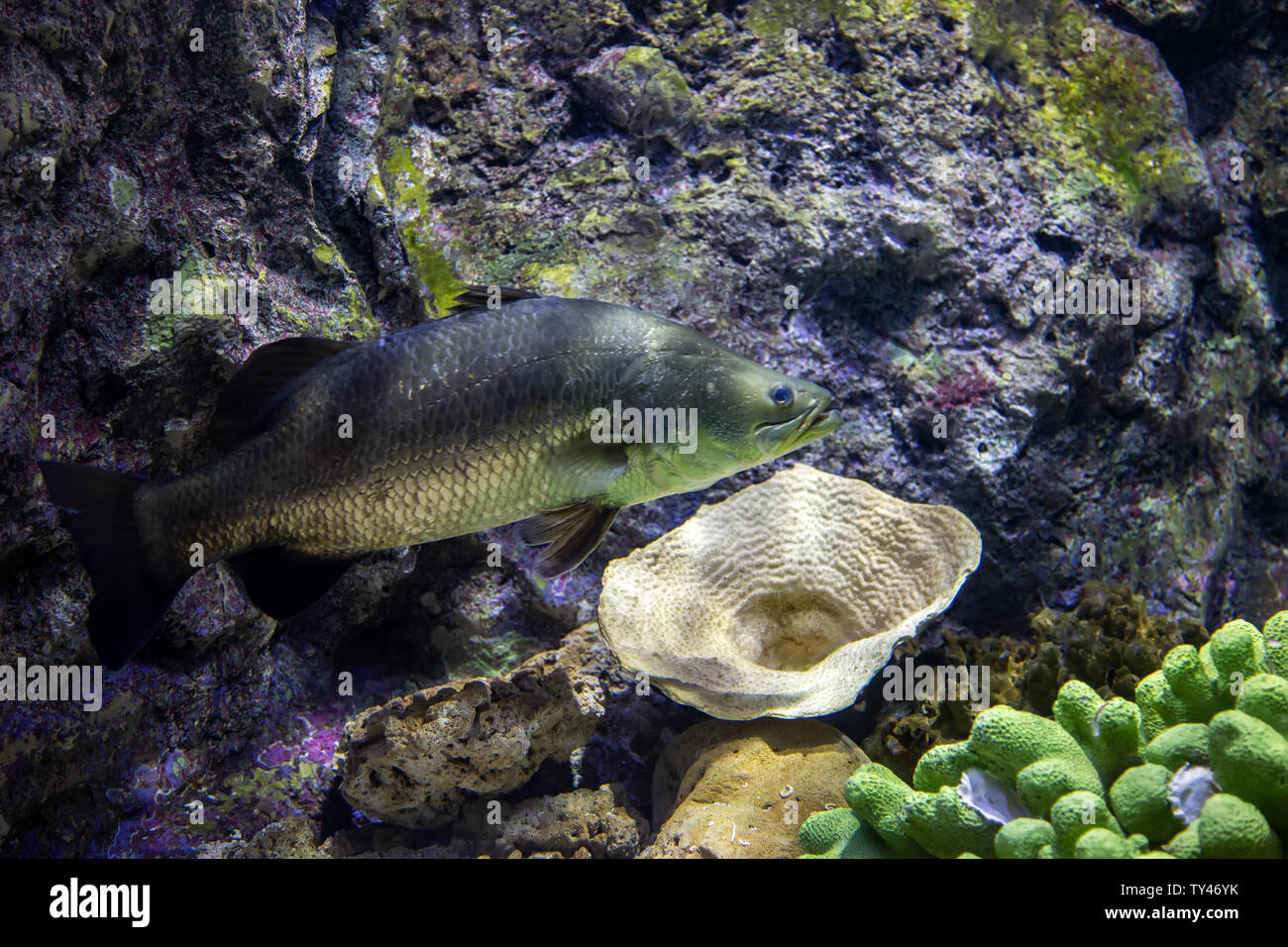 tiger fish in aquarium with coral Stock Photo