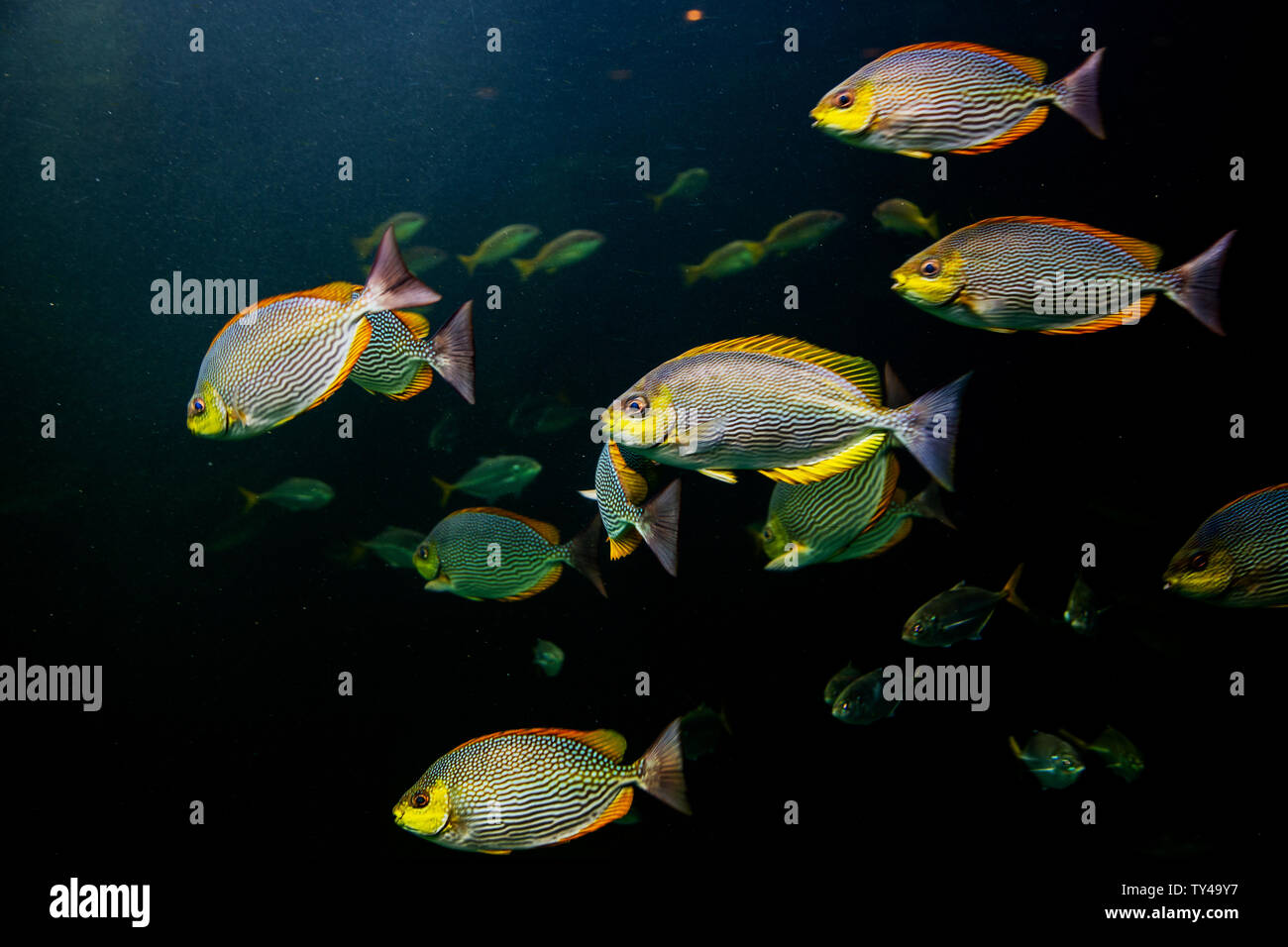 colourful fish swimming underwater ocean water Stock Photo