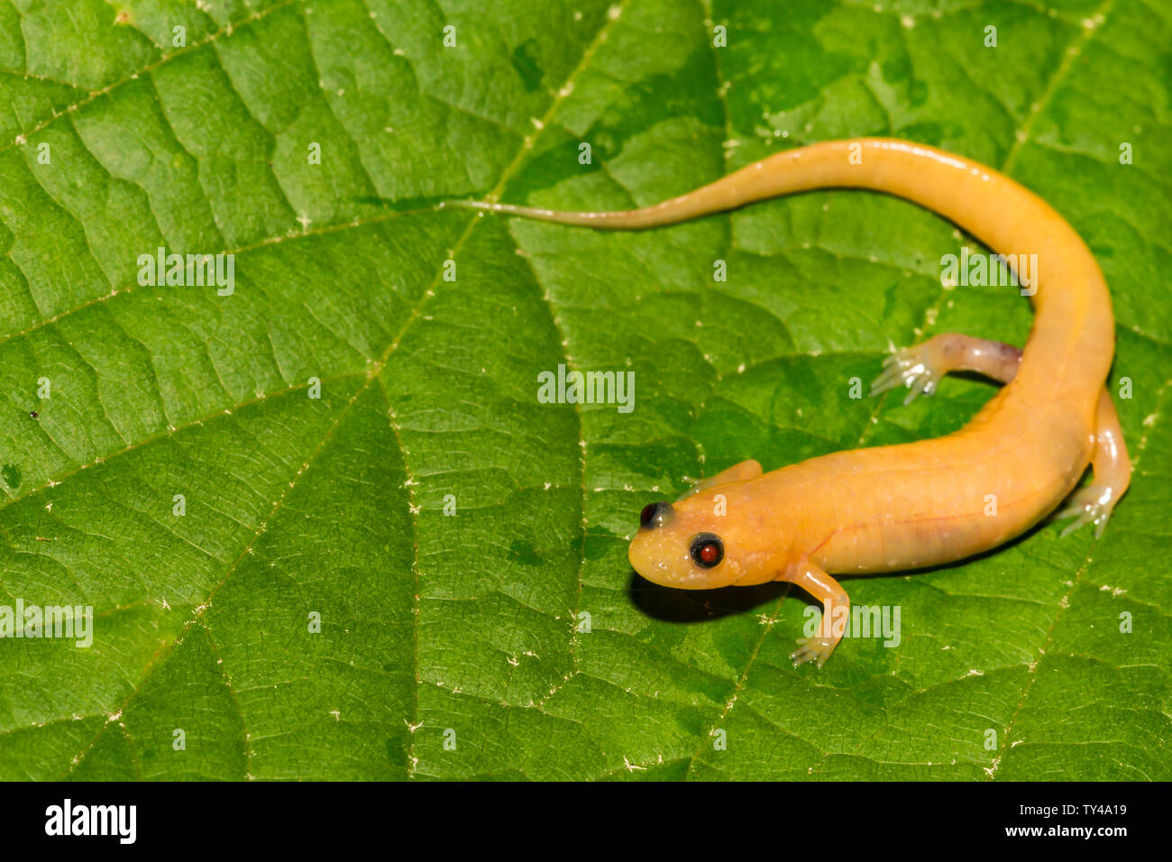 Albino Dusky Salamander Stock Photo