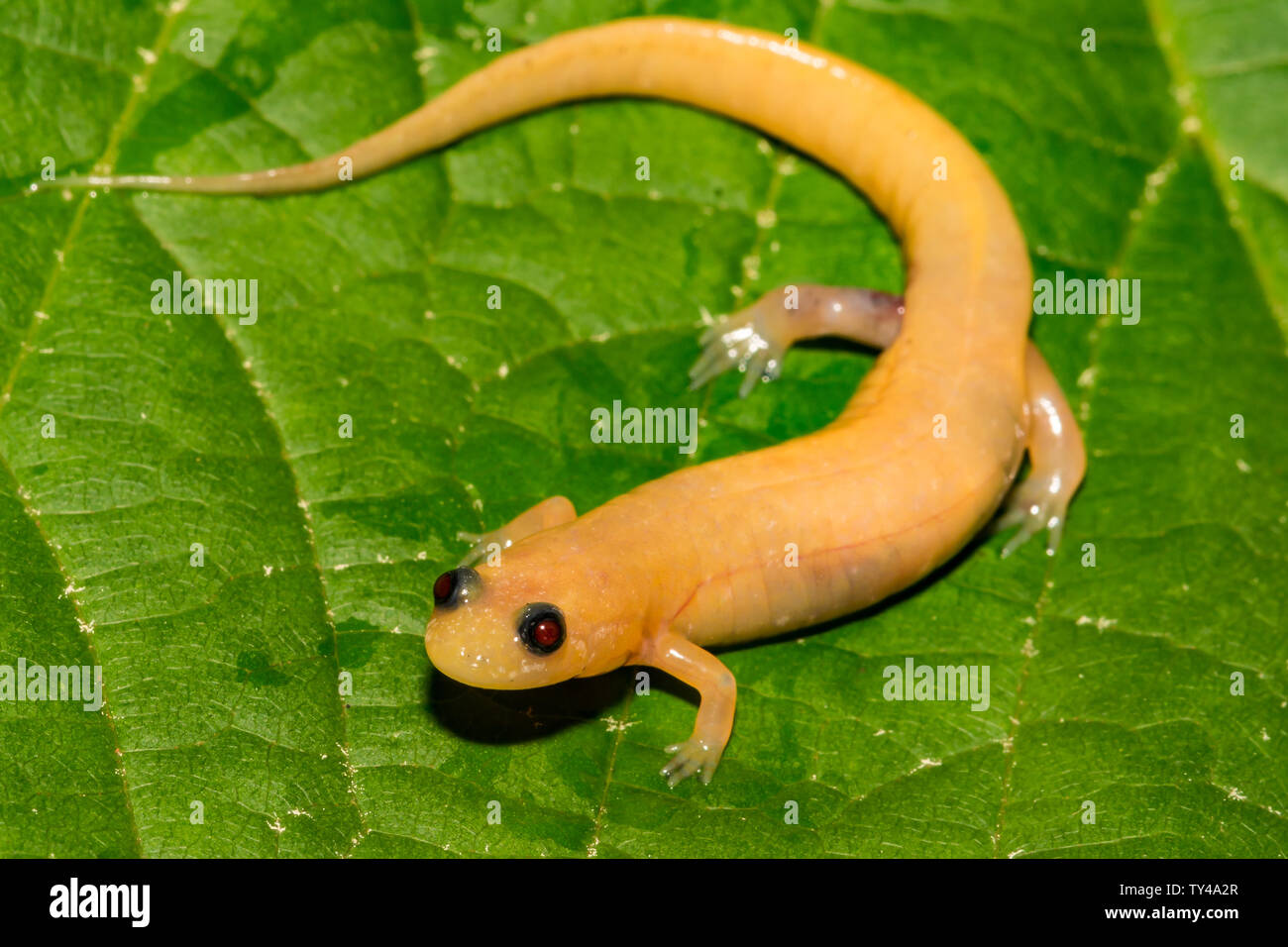 Albino Dusky Salamander Stock Photo