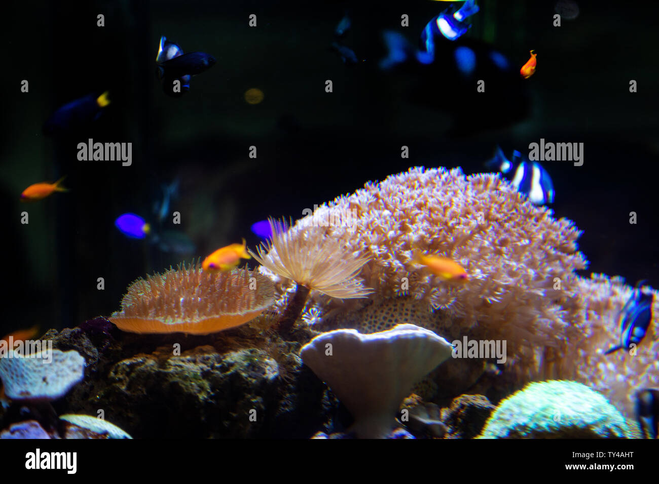 water tree in aquarium with fish dark background Stock Photo