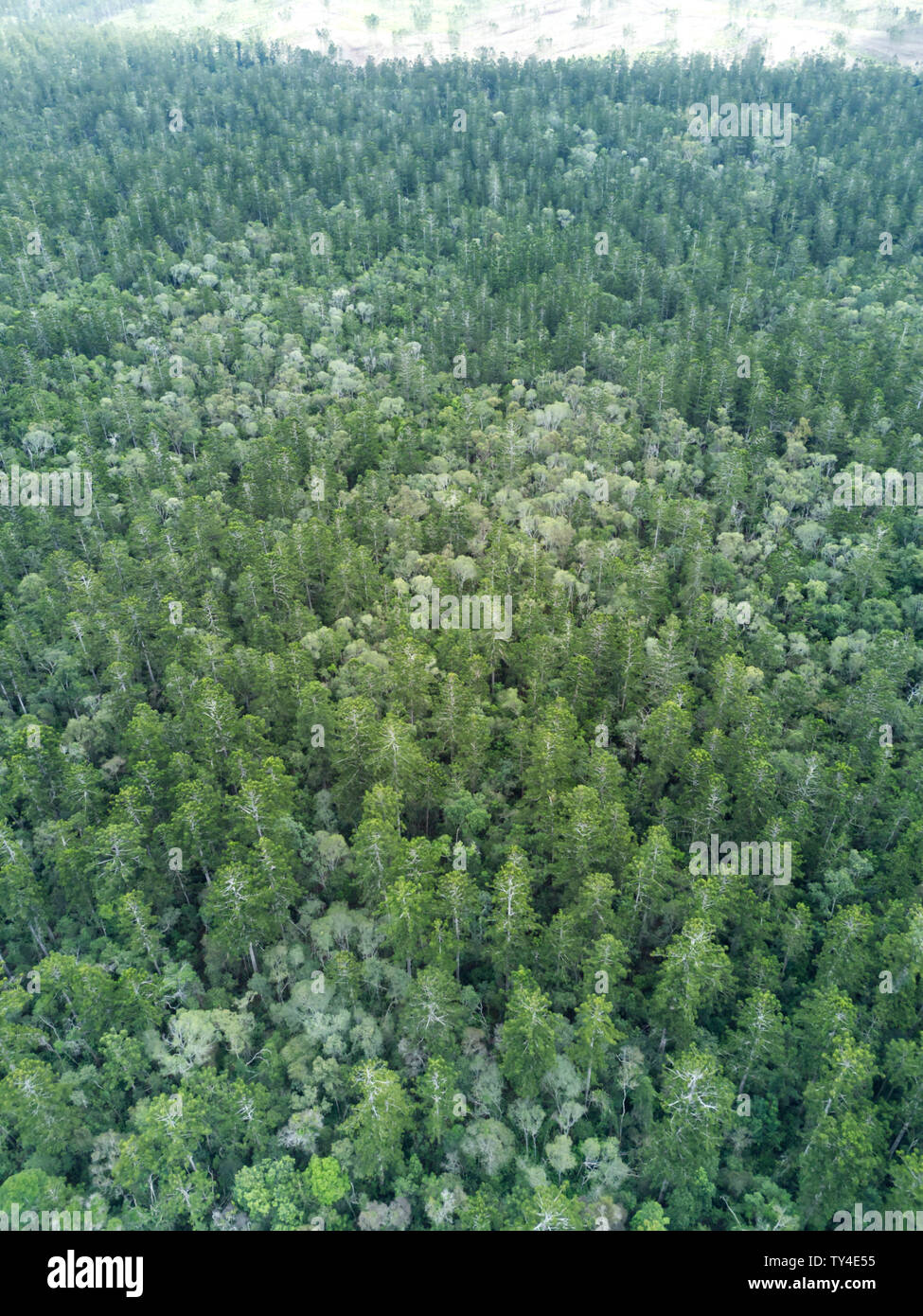 Aerial of the Hoop Pine forests of Goodnight Scrub National Park on the northern side of the Burnett River Queensland Australia Stock Photo