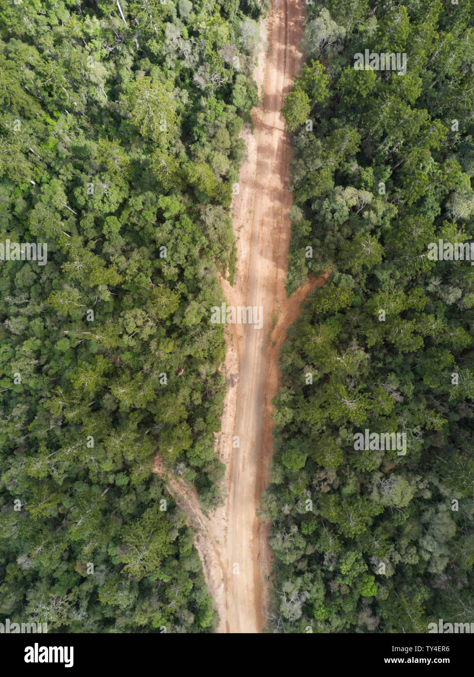 Aerial of unsealed road through the Hoop Pine forests of Goodnight Scrub National Park on the northern side of the Burnett River Queensland Australia Stock Photo