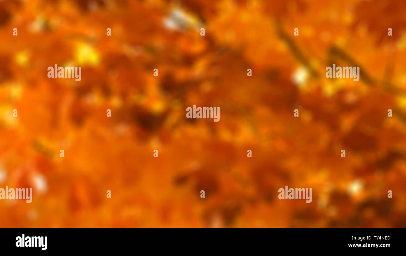 Orange watercolor maple leaf hi-res stock photography and images - Alamy