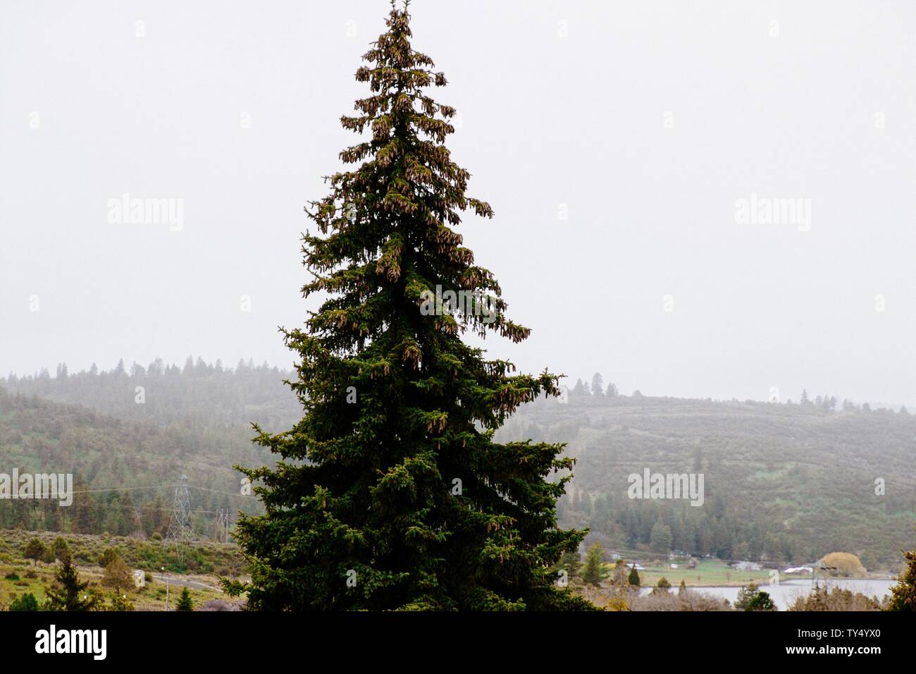 Single isolated pine tree on top of a hill with amazing green hills in ...