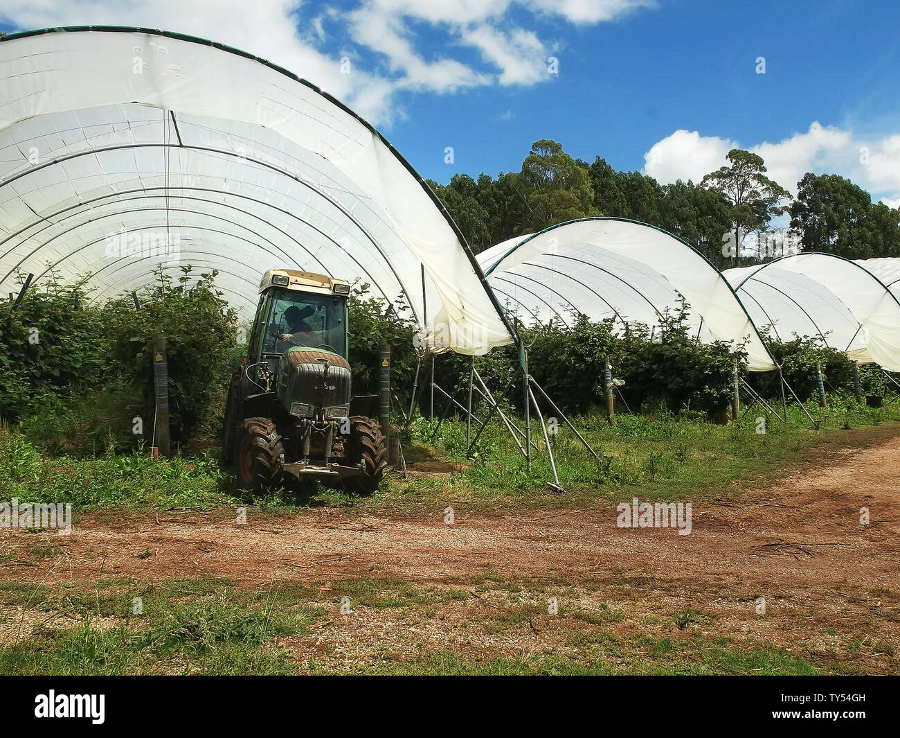 worker using a tractor to spray raspberry plants at christmas hills ...