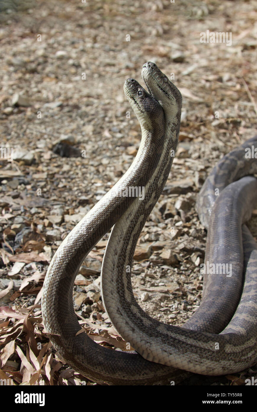 Mating Coastal Carpet Pythons Queensland Australia Stock Photo - Alamy