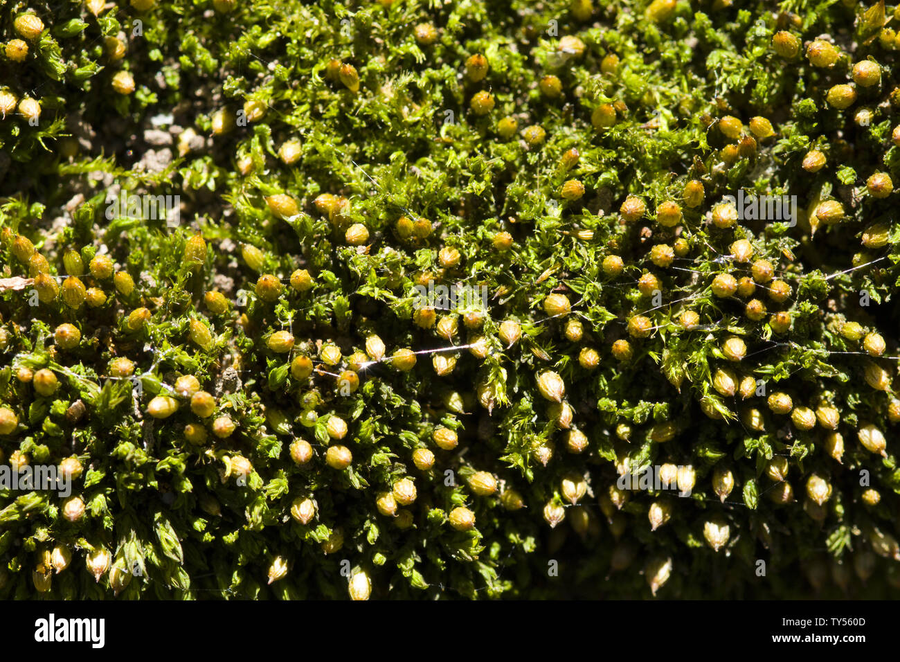 Moss texture. Moss background. Green moss on grunge texture, background Stock Photo