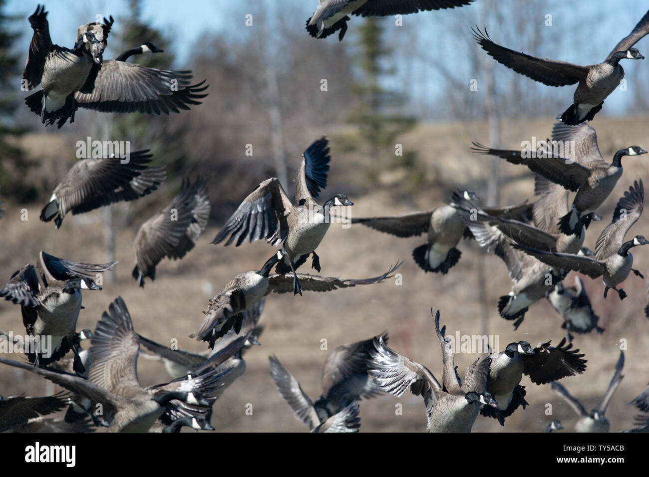 A group of Canada geese in flight Stock Photo Alamy