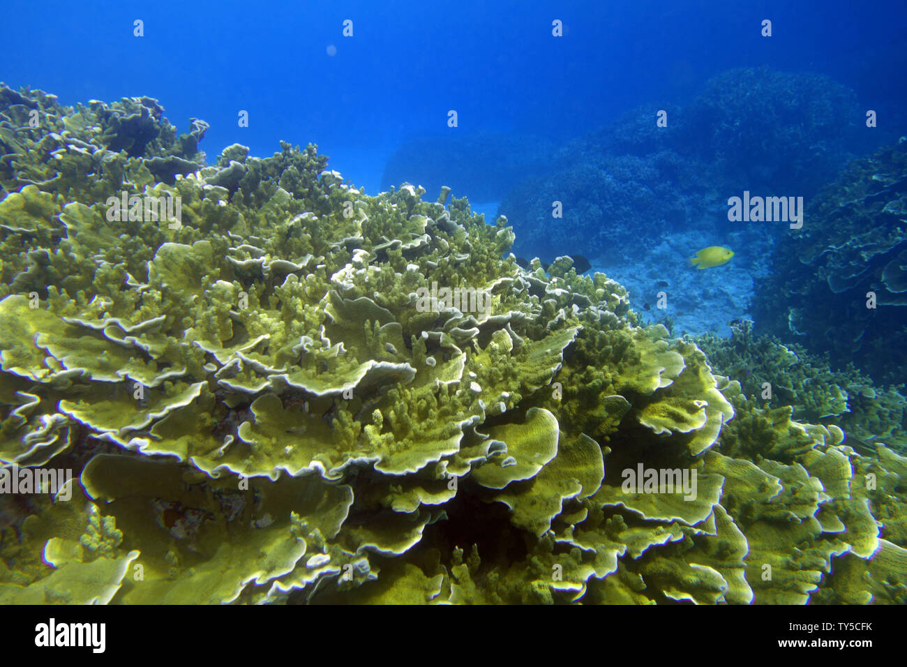 Healthy corals underwater at Elephant Island, Lonnoc Bay, Espiritu Santo, Vanuatu Stock Photo