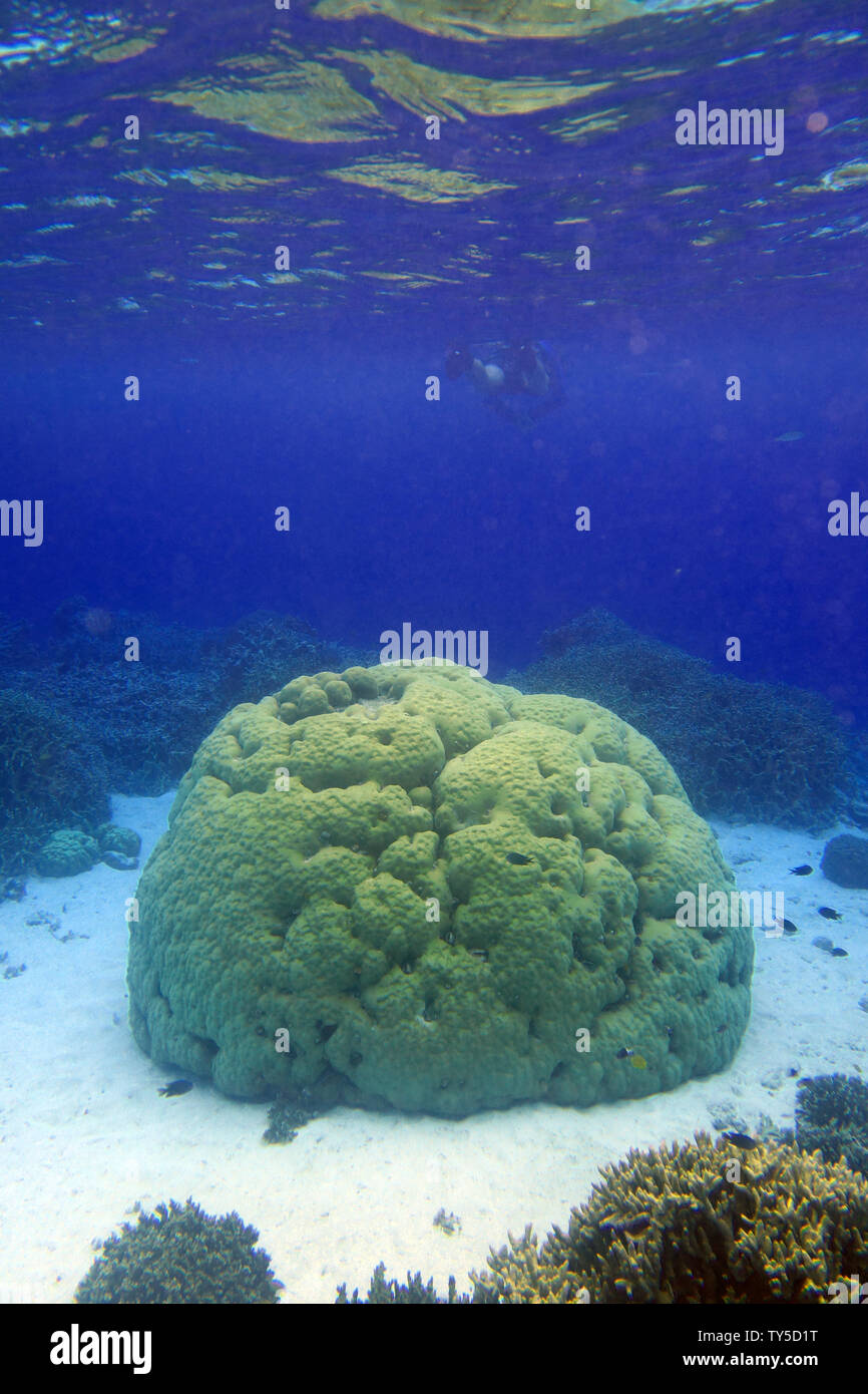 Snorkeller over Porites bommie and other corals, Elephant Island, Lonnoc Bay, Espiritu Santo, Vanuatu. No MR Stock Photo