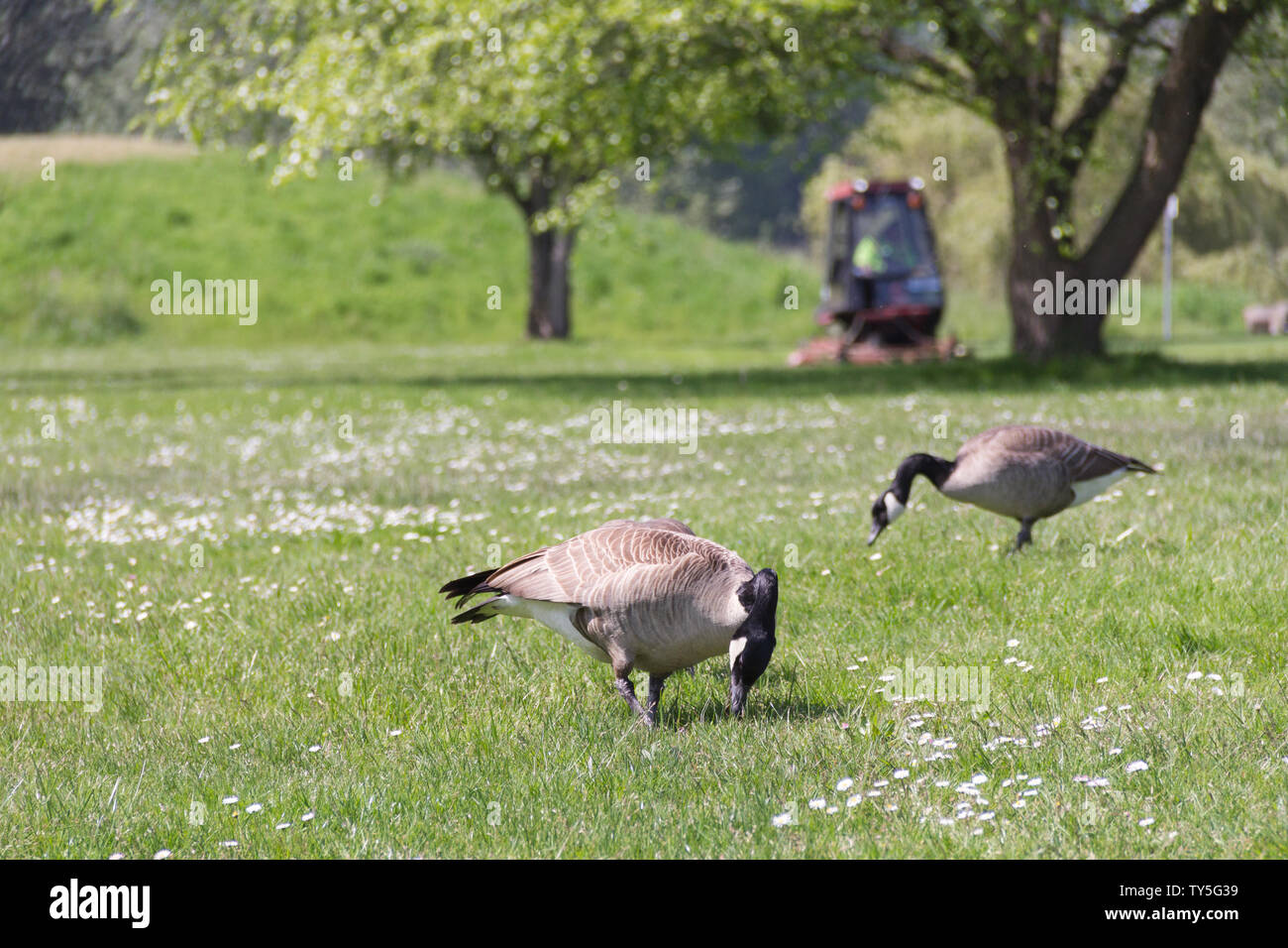 Two wild geese are in the middle of consuming on the grass field while a park attendant operate.a lawn mower behind them in the park. Stock Photo