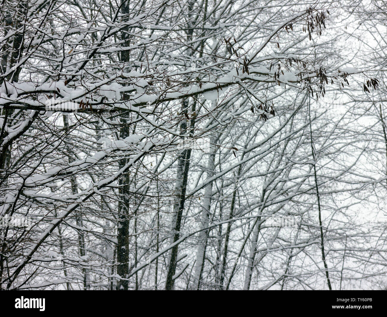 Beautiful snow covered trees in the winter, Branches heavy with fresh ...
