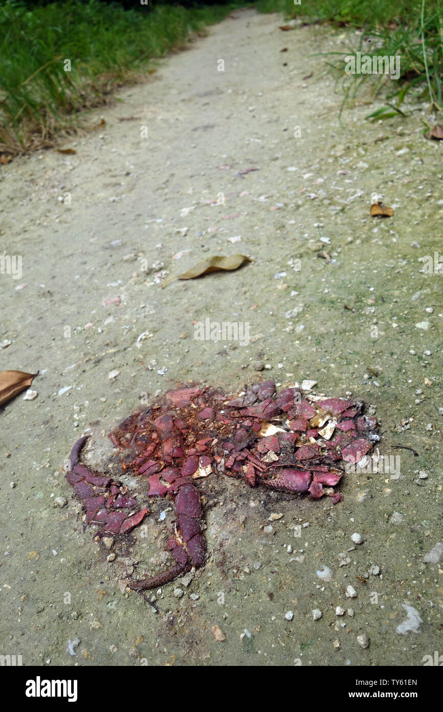 Endangered coconut crab (Birgus latro) crushed by a vehicle on the road, Malo Island, Espiritu Santo, Vanuatu Stock Photo