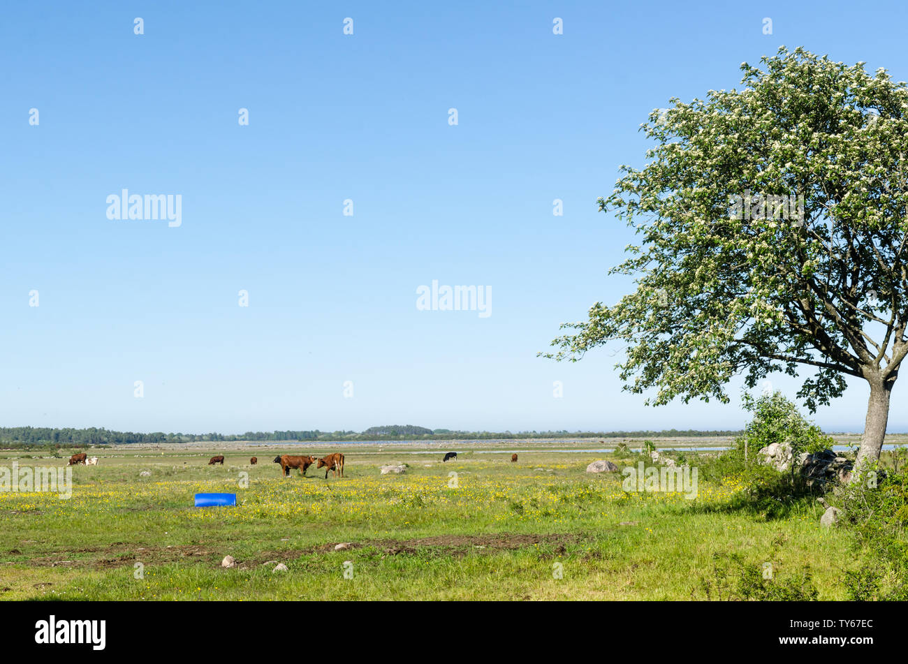 Grazing cattle in a beautiful coastland by spring season by the coast of the Baltic Sea at the swedish island Oland Stock Photo