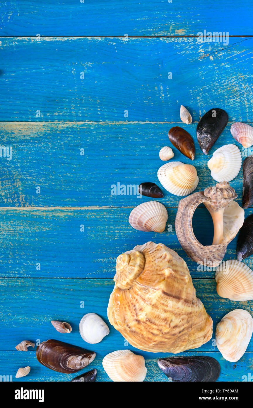 Tropical sea background. Different shells on the blue boards, top view ...