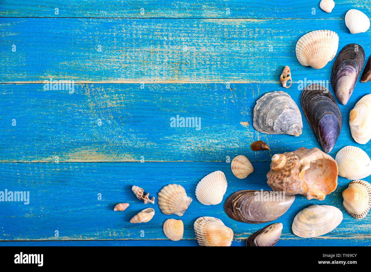Tropical sea background. Different shells on the blue boards, top view ...